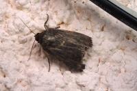 Amphipyra livida
