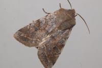Orthosia incerta