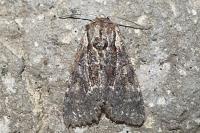 Lacanobia thalassina