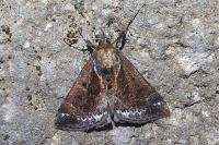 Hypena crassalis
