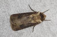 Agrotis clavis clavis