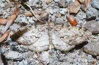 Peribatodes secundaria secundaria