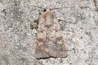 Xestia stigmatica