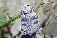 Bryophila domestica
