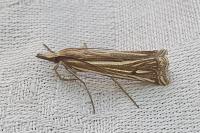 Ancylolomia tentaculella