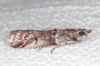 Acrobasis obliqua