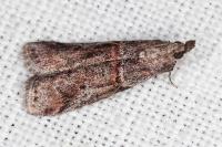 Acrobasis obliqua