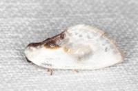 Cilix glaucata