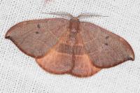Watsonalla uncinula