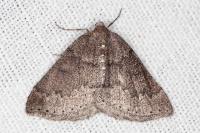 Aleucis distinctata