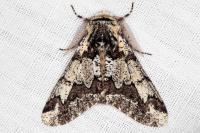 Biston strataria