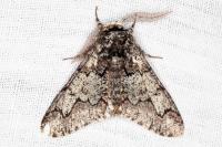 Biston strataria