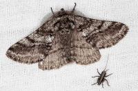 Lycia hirtaria