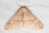Phigaliohybernia marginaria