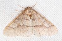 Phigaliohybernia marginaria
