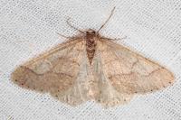 Phigaliohybernia marginaria
