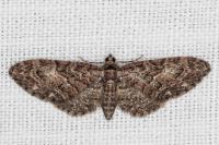 Eupithecia abbreviata