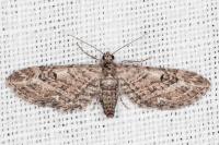 Eupithecia nanata