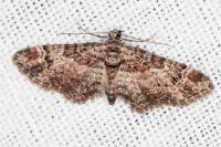 Gymnoscelis rufifasciata