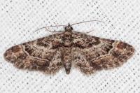 Gymnoscelis rufifasciata