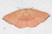 Cyclophora puppillaria