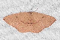 Cyclophora puppillaria