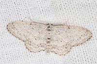 Idaea seriata