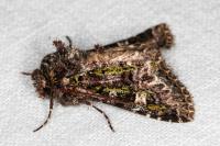 Valeria jaspidea