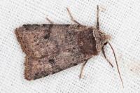 Cerastis faceta