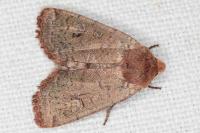 Conistra erythrocephala