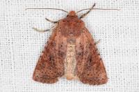 Conistra rubiginea