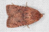 Conistra rubiginea