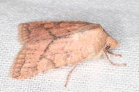 Jodia croceago