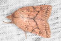 Jodia croceago