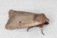 Spudaea ruticilla