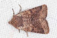 Spudaea ruticilla