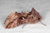 Autographa gamma