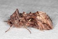 Autographa gamma
