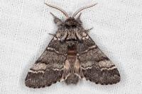 Drymonia ruficornis