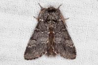 Drymonia ruficornis