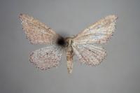 Idaea infirmaria