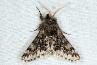 Apocheima hispidaria