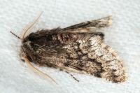 Apocheima hispidaria