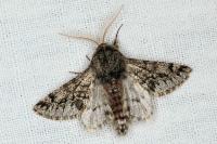 Apocheima hispidaria