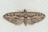 Eupithecia oxycedrata