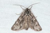Xylocampa areola