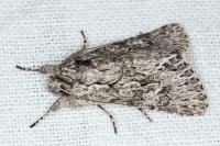 Xylocampa areola