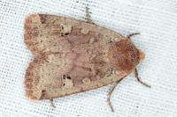 Conistra erythrocephala