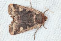 Conistra erythrocephala