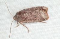 Conistra ligula
